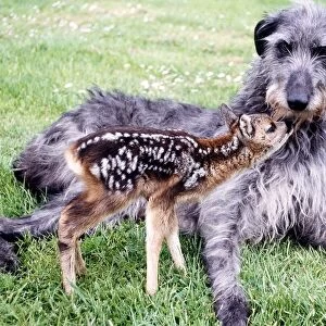 Shona the deerhound with Rory an orphaned roe deer July 1989