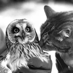 This Shor Eared Owl has made friends with this cat This Shor Eared Owl has made friends with this cat