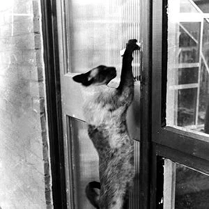 Siamese cat attempt to open front door of house with paws circa 1993