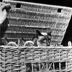 Siamese cats at festival of cats show at Royal Horticultive Hall. July 1952 C3812