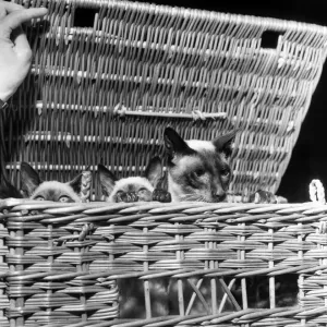 Siamese cats at festival of cats show at Royal Horticultive Hall. July 1952 C3812 Siamese cats at festival of cats show at Royal Horticultive Hall. July 1952 C3812