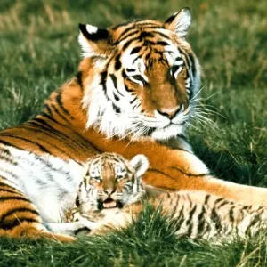 Siberian Tiger with cub at Marwell Zoo Park near Winchester, Hants November 1975