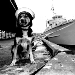Sippers the mongrel mascot dog of HMS Soberton, pictured at the Fish Quay