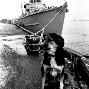 Sippers the mongrel mascot dog of HMS Soberton, pictured at the Fish Quay