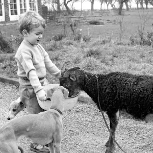 Small boy feeding goat. 1960 C79-002