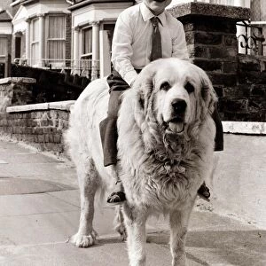 a small boy riding on the back of a large dog