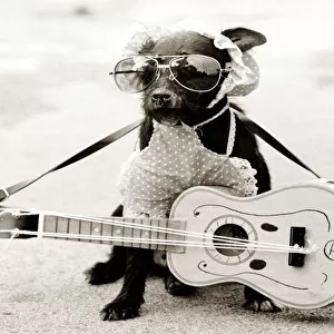 a small dog wearing sunglasses and a bib with a tiny guitar around his neck