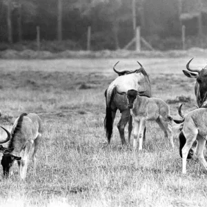 A small herd of Wildebeest at Lambton Pleasure Park in September 1977 A small herd of Wildebeest at Lambton Pleasure Park in September 1977