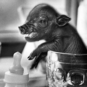 A small Vietnamese pot bellied pig in a pint glass