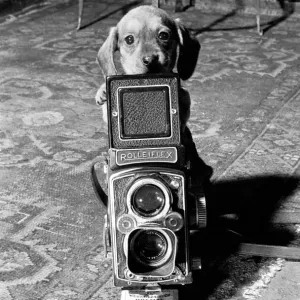 Vintage Dachshund Puppies Print, January 1965