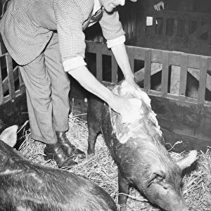 Smithfield show at Earls Court - Ted Caster washing a pig in preparation for the judging
