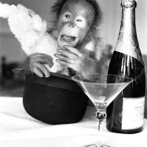 A Sneezing Baby Orangutan Print, 28th December 1974