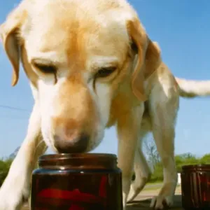 Sniff and Tell: a canine dog in training - May 1990 A&copy;Mirrorpix