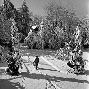 Snow covered trees in a tadworth field. April 1950 O23770-005