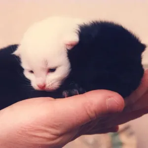 Snow and Drift new born brother and sister kittens Snow and Drift new born brother and sister kittens