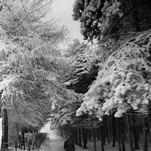 Snow scenes in Lickey Hills, Birmingham. December 1961