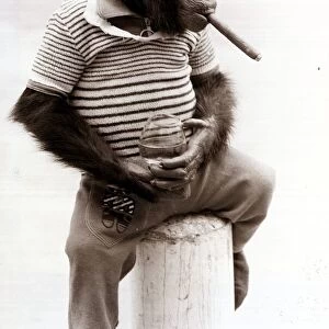 Sofia the Chimpanzee wearing a striped top with trousers and smoking a cigar