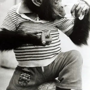 Sofia the Chimpanzee wearing a striped top with trousers and smoking a cigar Sofia the Chimpanzee wearing a striped top with trousers and smoking a cigar