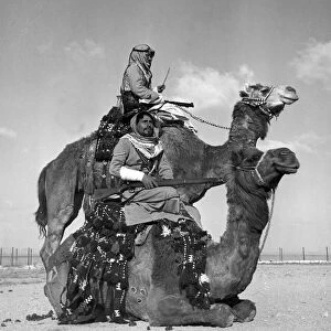 Soldiers from the Arab Legion Camel Corpd seen here on patrol of the Jordanian border