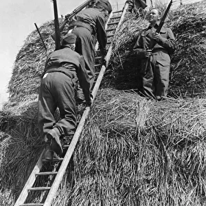 Soldiers of the British Army climbing a haystack during an anti invasion exercise in