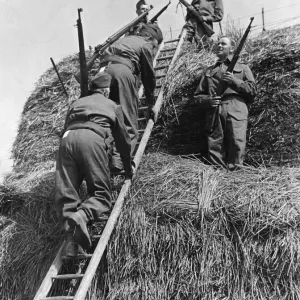 Soldiers of the British Army climbing a haystack during an anti invasion exercise in Soldiers of the British Army climbing a haystack during an anti invasion exercise in