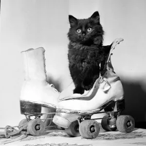Sooty the kitten poised for the camera inside a rollerskate August 1965 Sooty the kitten poised for the camera inside a rollerskate August 1965
