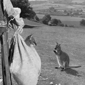 Sorry Wrong Pouch Print, Whipsnade Zoo 1954