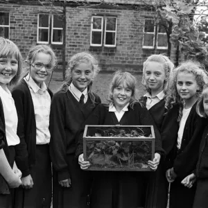 South Crosland Junior School Stick Insect Collection Print 1989