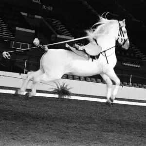 The Spanish Riding School of Vienna rehearsing their classical art of riding which they The Spanish Riding School of Vienna rehearsing their classical art of riding which they