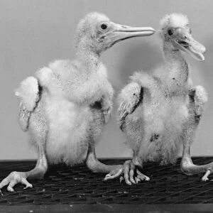 Spoonbill Chicks at Birdworld April 1990 DM90 2245 / 10 P044298