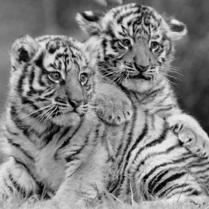 West Midlands Safari Park Spring Baby Animals Print (00172) West Midlands Safari Park Spring Baby Animals Print (00172)