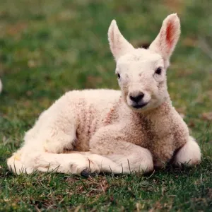 A spring lamb