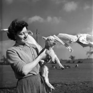 Spring Lambs on Blarche Farm. February 1950 O22756-002 Spring Lambs on Blarche Farm. February 1950 O22756-002