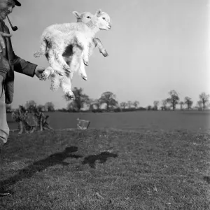 Spring Lambs on Blarche Farm. February 1950 O22756 Spring Lambs on Blarche Farm. February 1950 O22756