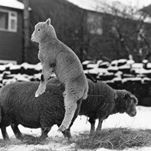 Spring Lambs: Spring is sprung in the fields-thats what these frisky lambs are