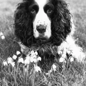 A Springer Spaniel enjoying the first signs of spring