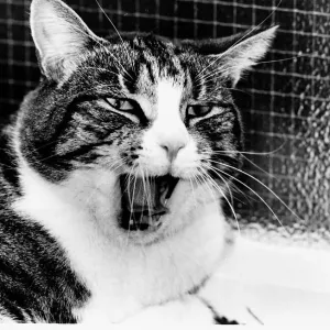Spyke cat cat yawning - mouth open circa 1980 Spyke cat cat yawning - mouth open circa 1980