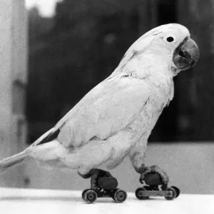 Squeeky the the Cockatoo enjoys skating at Newcastle Winter Zoo Squeeky the the Cockatoo enjoys skating at Newcastle Winter Zoo