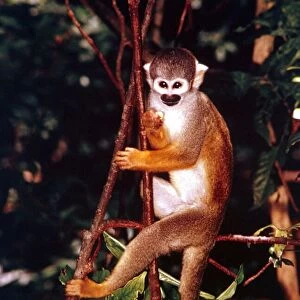 A squirrel monkey climbing trees in the Amazon rainforest January 1990