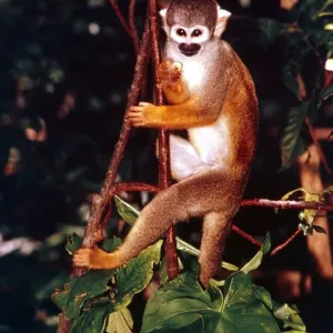A squirrel monkey climbing trees in the Amazon rainforest January 1990