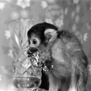A Squirrel Monkey at Twycross Zoo enjoying a sweet treat. 29th January 1976 A Squirrel Monkey at Twycross Zoo enjoying a sweet treat. 29th January 1976