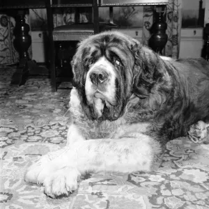 St. Bernard dog. 1960 C115-001