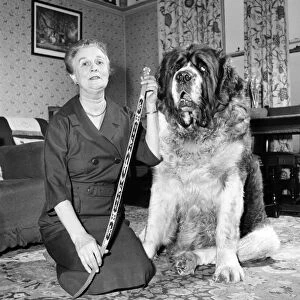 St. Bernard dog. 1960 C115