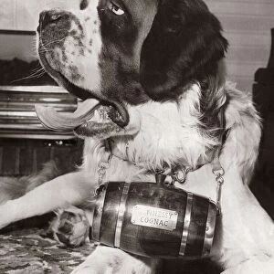 St Bernard Dog - January 1968 with a barrel of Hennessy Cognac around his neck