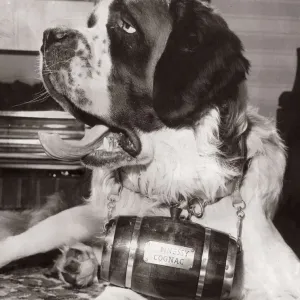 St Bernard Dog with Hennessy Cognac Print January 1968