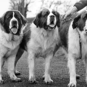 Three St. Bernards who have just qualified for Crufts