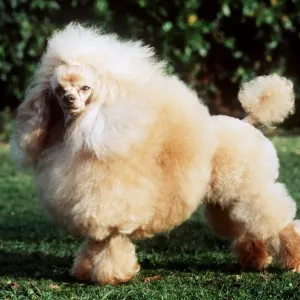 Standard Apricot Poodle Lion size Standard Apricot Poodle Lion size
