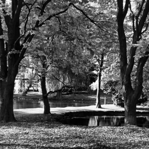 Stewart Park, Middlesbrough Print, 30th June 1980