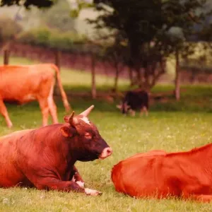 A stock picture of some cattle