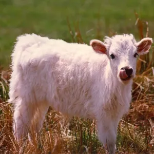 A stock picture of a new calf